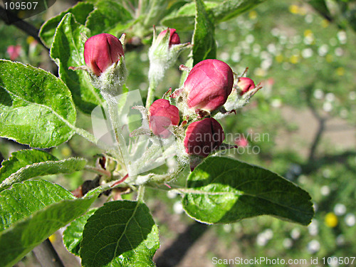 Image of apricot flowers