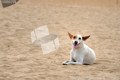 Image of Dog