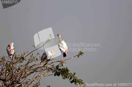 Image of Painted Stork