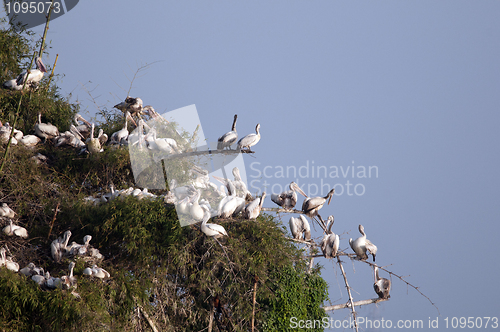 Image of Spot Billed Pelican