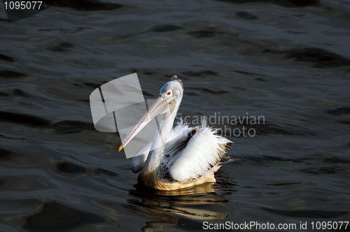 Image of Spot Billed Pelican