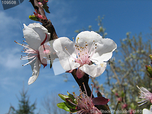 Image of apple red flowers