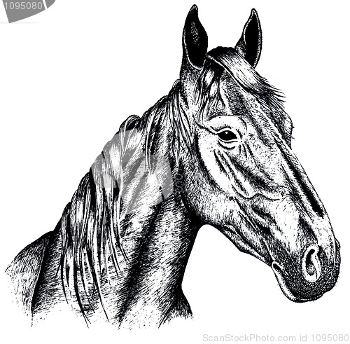 Image of Drawing a horse