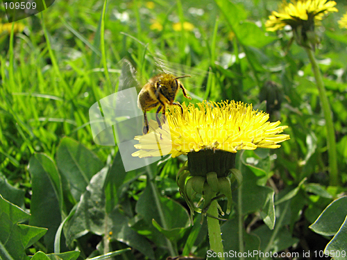 Image of bee and dandelion