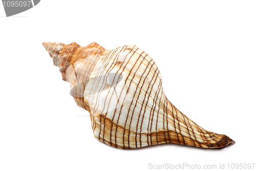 Image of  Colorful Ribbed Sea Shell