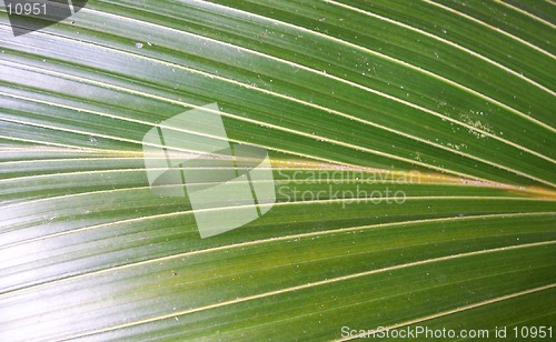 Image of Coconut leaves green