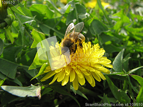 Image of bee and dandelion