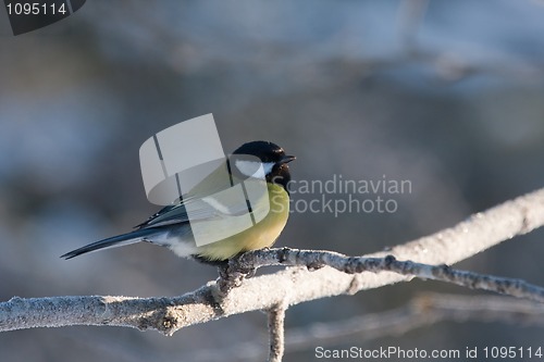 Image of Great tit