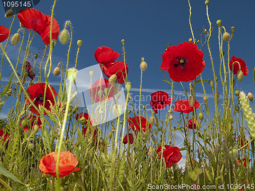 Image of Poppies in the meadow