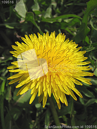 Image of dandelion