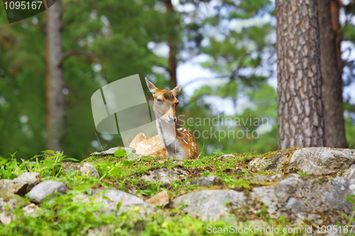 Image of Roe deer