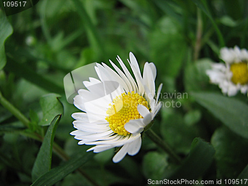 Image of field chamomile