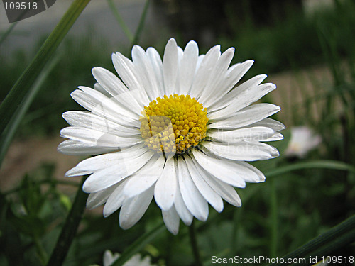 Image of field chamomile