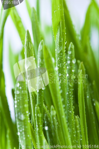 Image of green grass