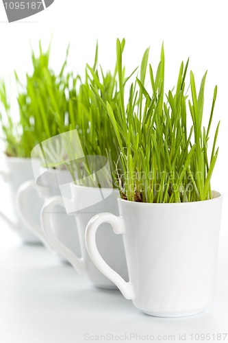 Image of green grass in coffee cups 