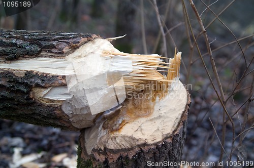 Image of Tree after the beaver's job