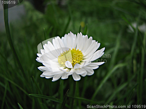 Image of field chamomile