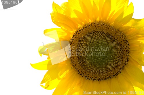 Image of Sunflower isolated on white background