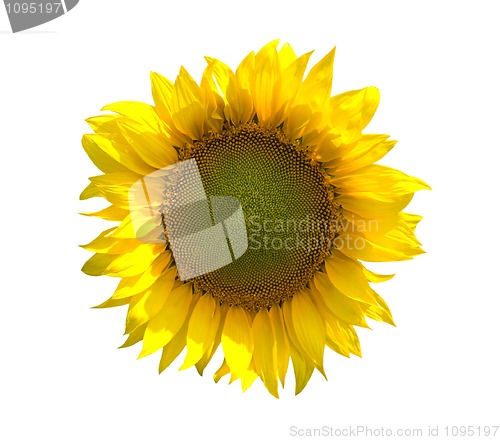 Image of Sunflower on white background