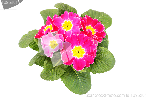 Image of primula flower