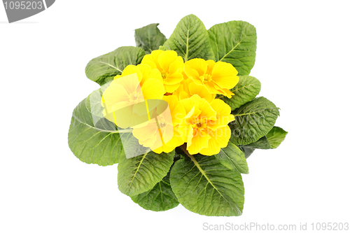 Image of primula flower