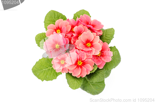 Image of primula flower