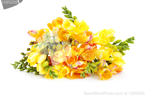 Image of lovely freesia