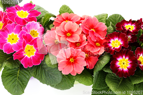 Image of primula flower