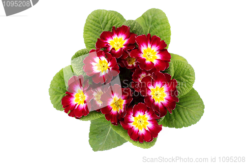 Image of primula flower