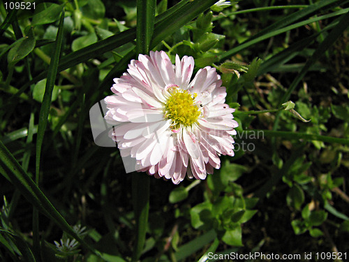 Image of field chamomile in the grass