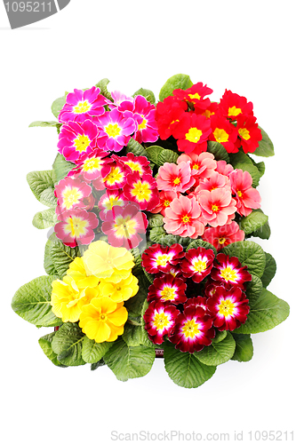 Image of primula flower