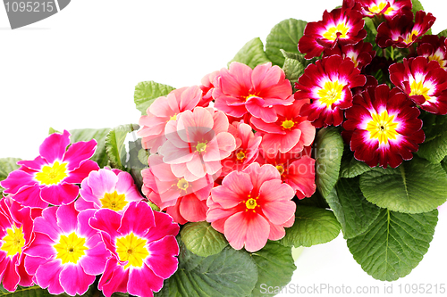 Image of primula flower