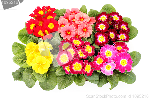 Image of primula flower