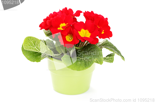 Image of primula flower