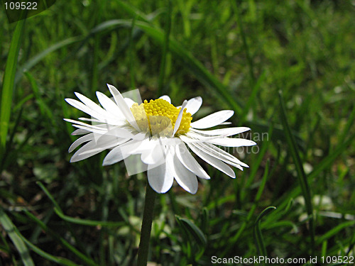 Image of field chamomile in the grass