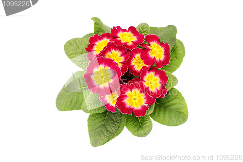 Image of primula flower