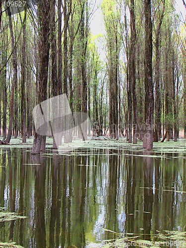 Image of forest and river