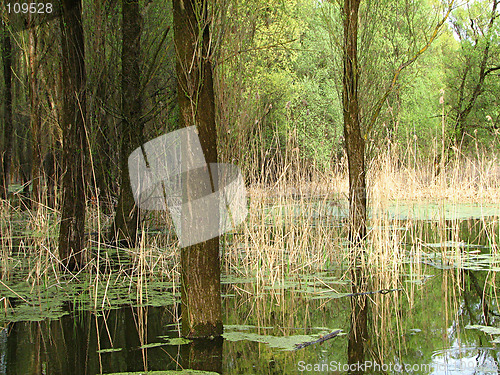 Image of forest and river