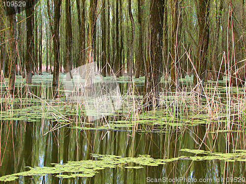 Image of forest and river