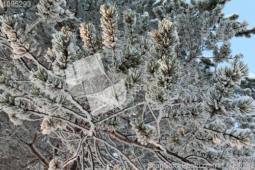 Image of branches of pine trees in the snow