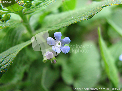 Image of forget me not
