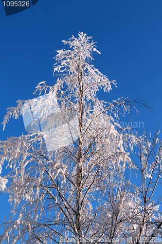 Image of tree in the snow
