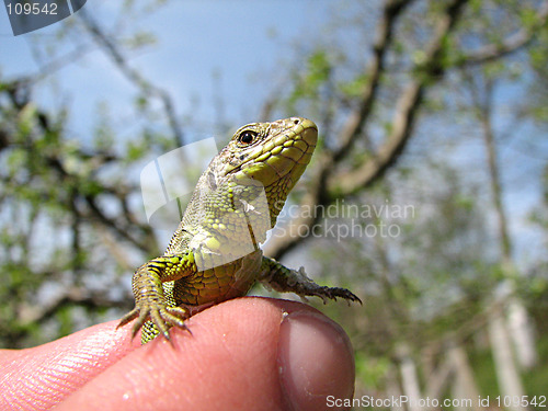 Image of green lizard