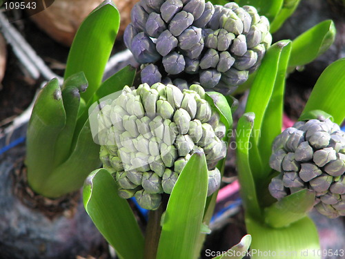 Image of hyacinth before bloom