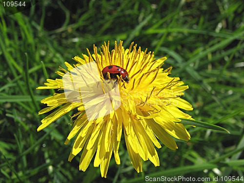 Image of ladybug and dandelion