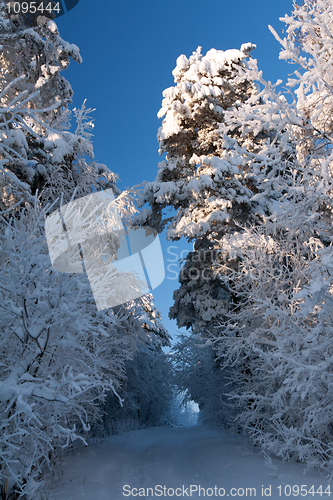 Image of trail in the winter forest