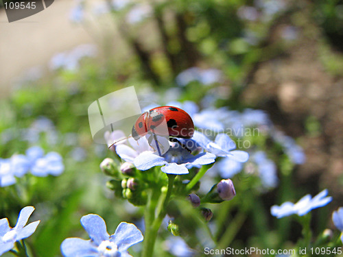 Image of ladybug on blue flowers