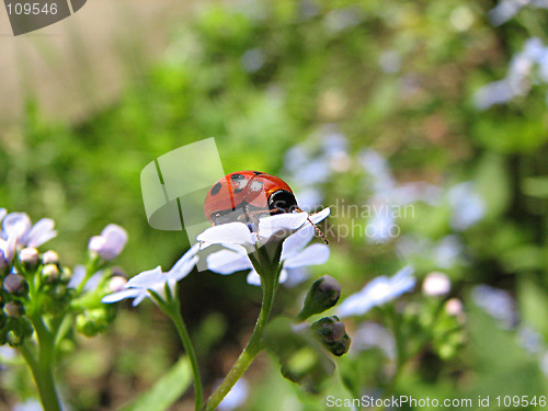 Image of ladybug on blue flowers