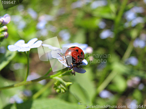 Image of ladybug on blue flowers
