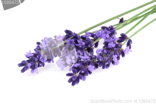 Image of Isolated lavender